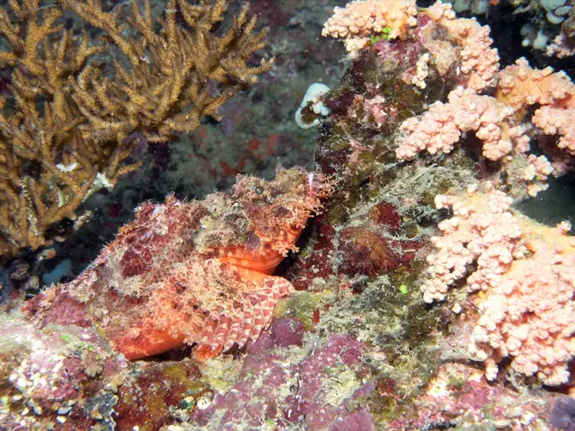 Vegan Omega-3 Sources for Optimal Brain Health: Navigate the Plant-Based Path to Mental Wellness