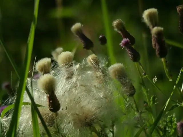 Guide to Cultivation Despite Blindness in Agriculture