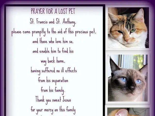 Cats of Wild Origin Re-emerged in Video Footage, Infamous for Being Rare in Pakistan