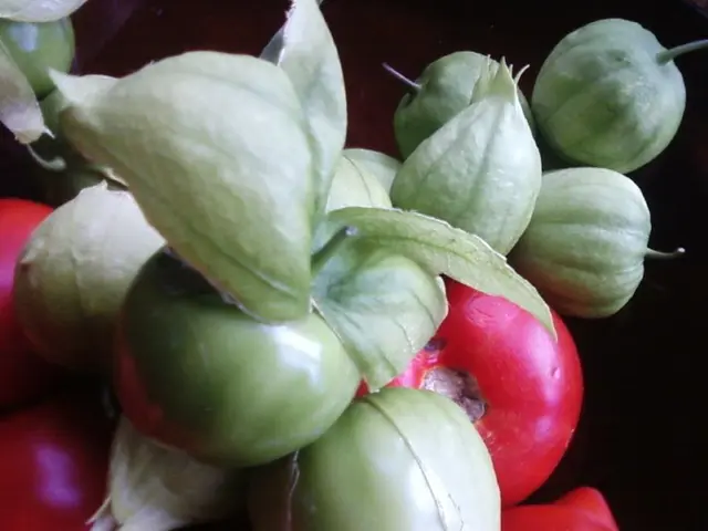 Evaluating Vegetable Quality through °Brix Measurement: A Comprehensive Look at the Technique