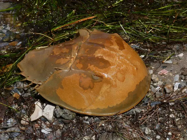 Soil's Spectrum: Nature's Hues for Floral Growth