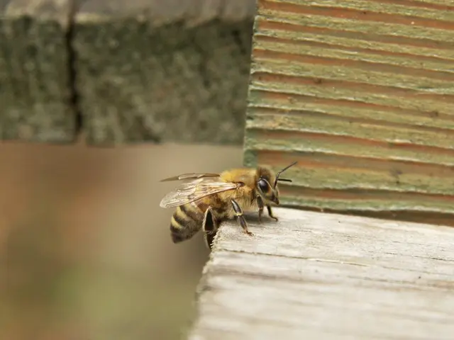 Differences in Raw Honeys: Insights Before You Purchase