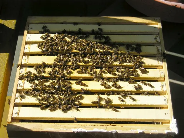 Uncovered: Colossal Ticks make Debut, Instigating Human Infestations for the First Time