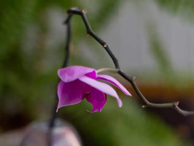 Reduce cholesterol levels effortlessly using this all-natural dietary supplement