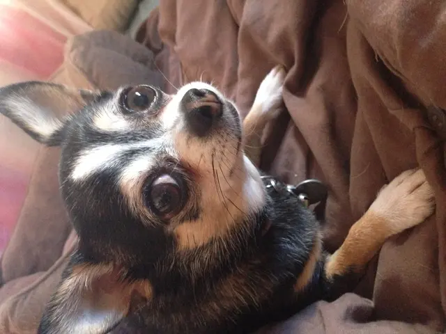 Six Options for Dog Shampoo to Alleviate Skin Itchiness