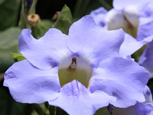 Morning Boners: Examining the Frequent Occurrences in Male Individuals