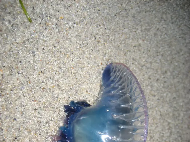 Gargantuan Stick Insect Unearthed in Expected Location