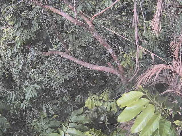 A discussion on the topic of Saw Palmetto, a plant and its berries used in various health...