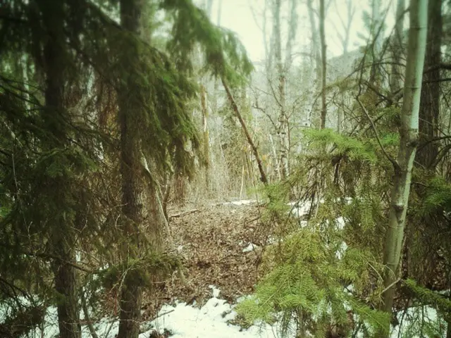 Elderly Individual Saved After Falling Ill in Sochi Forest During Nighttime Hours.