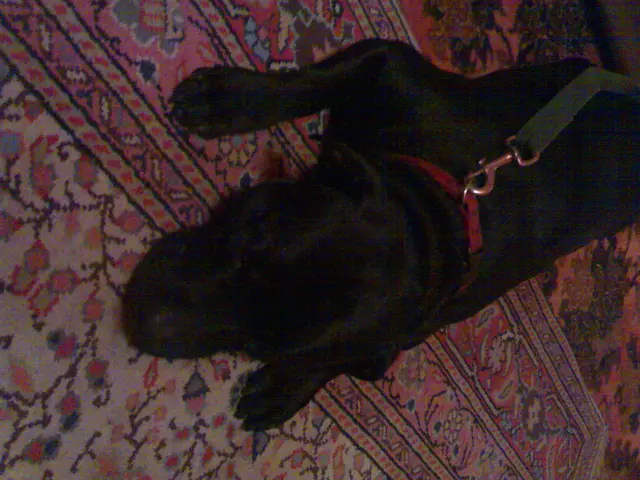 Dog Exhibiting Coughing and Gagging: Understanding the Cause