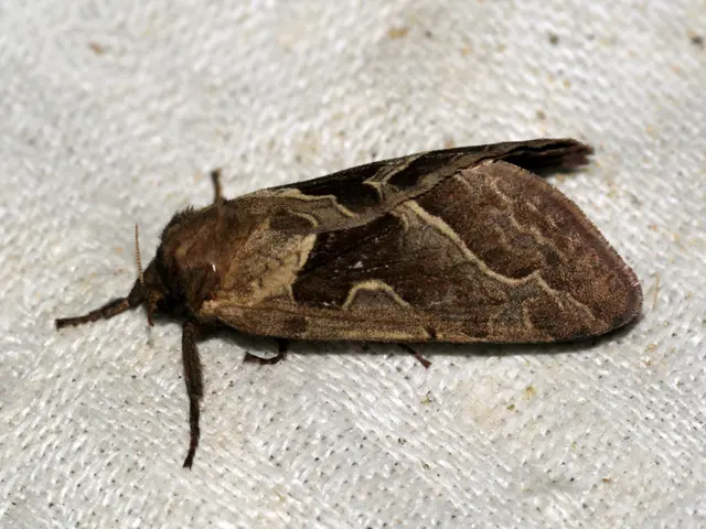 Strategies for Managing Symptomatic Lichen Nitidus in Both Adults and Pediatric Patients