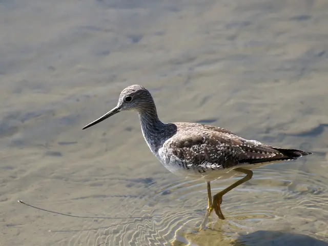 Venerable Avian Adulthood Defies Expectations: 74-Year-Old Wild Bird Hatches Chick