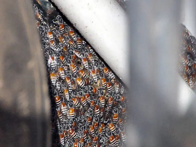 The Crucial Role of Bees in Human Lives and Health