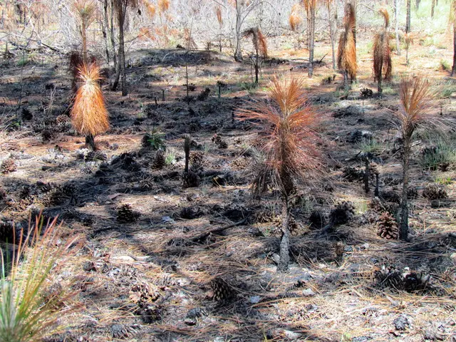 UK regions with high Japanese knotweed prevalence unveiled in latest heatmap