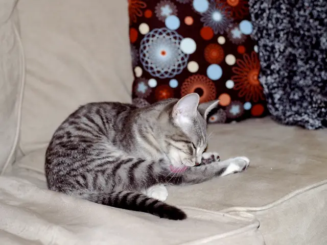 Feline healer starts working alongside medical staff at Waimea hospital