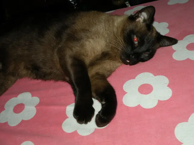 Mystery Behind Your Bed being Urinated on by Your Feline Friend