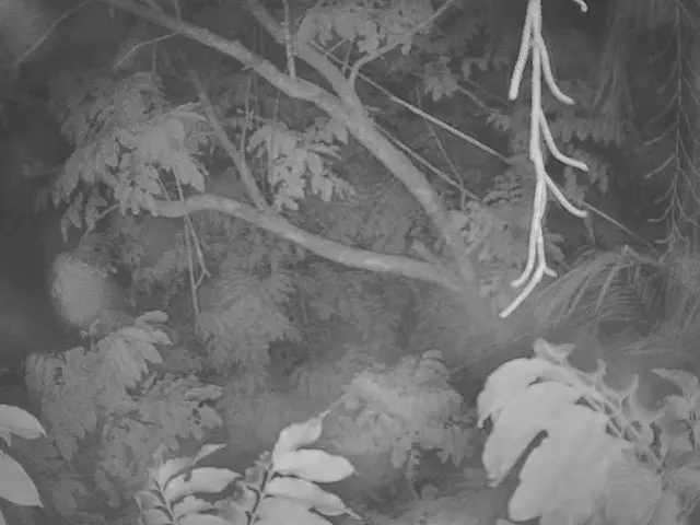 Preservation of Tree Life: Safeguarding Agricultural Land, Conserving Nature, and Enhancing...