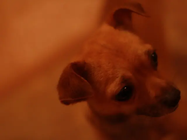 Canine Pneumonia: Veterinary Insights on Identifying Symptoms, Stages, and Treatment Options for...