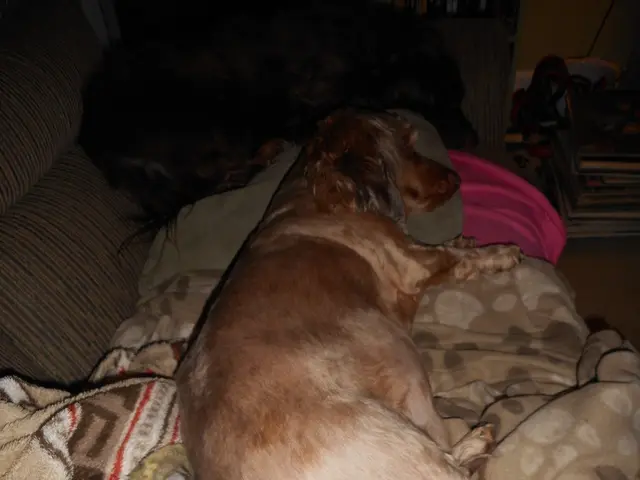 Soaring Canine Aggression in California's Interior During Summer: Understanding the Rise in Inland...