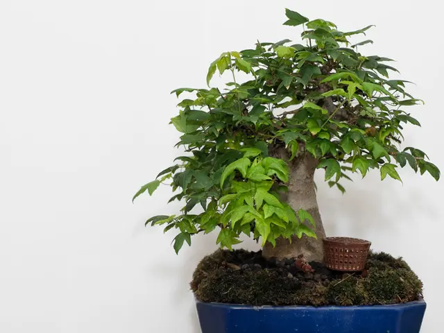 Monitoring Temperature and Humidity in Bonsai: Shaping Perfect Climates for Growth