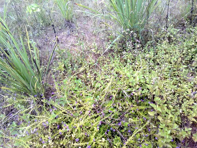 Close-by celestial body emanates sulfur scent and showers rock, potentially offering astronomers...