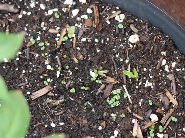 Effect of Porosity on Soil Quality: Enhancing Ground for Vigorous Plant Growth?