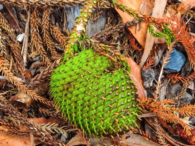 Is the peach still safe to consume?