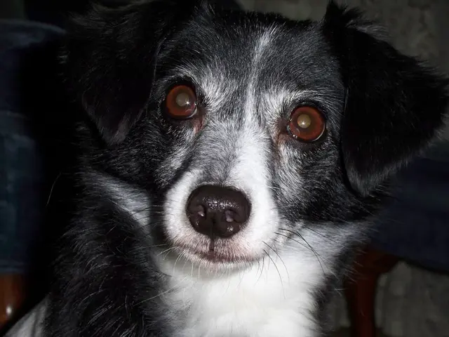 Comprehensive Guide to Dog X-Rays: Information You're Eager to Acquire