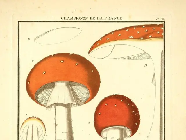Unique Features of Broca's and Wernicke's Regions in the Brain