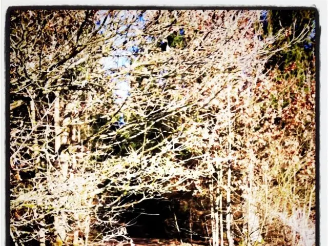 Experience Forest Immersions: A Deep Dive into the Arboreal World