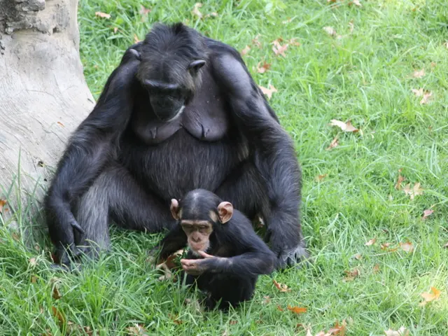 Chimpanzees Show a Strong Preference for Collaboration Over Competition, repeated by Five Studies!