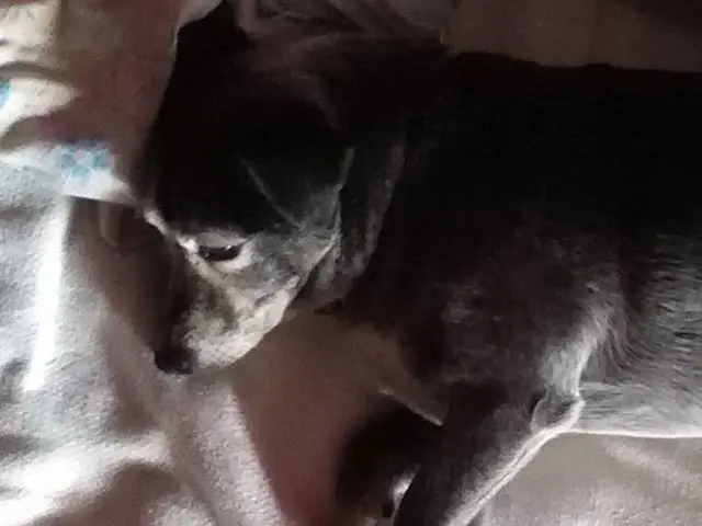 Dog Snoring: A Common Occurrence in Canines