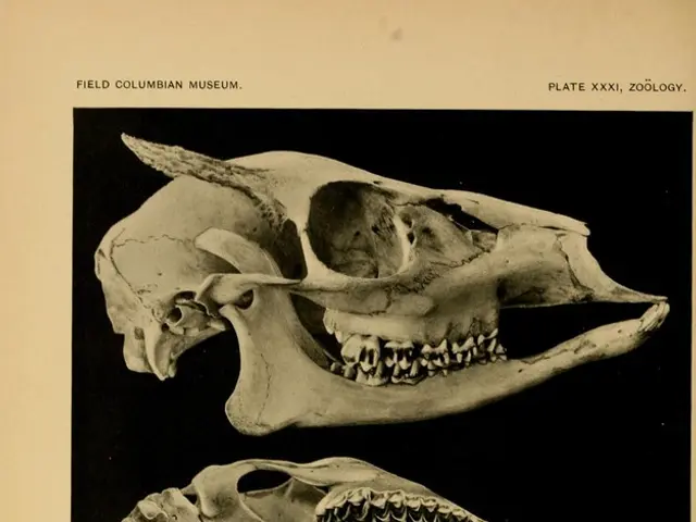 Brain's Secret Protectors: The Role of Microglia Unveiled