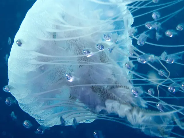 The Aquatic Creatures at China's Tiangong Space Station Have Successfully Adjusted to...