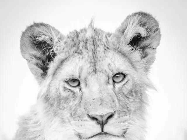 Three tiger cubs left without maternal care after mother rejected them