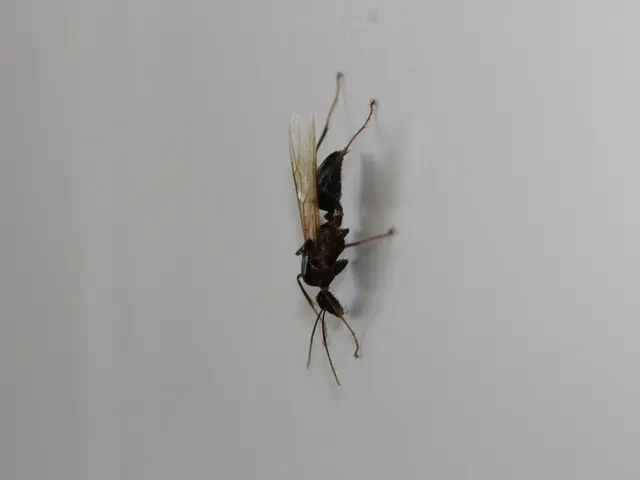 Nuclear site uncovers radioactive wasp habitats