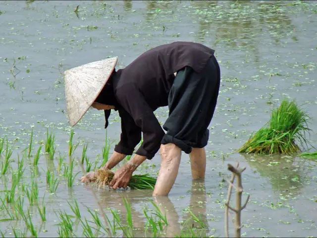 Transferring Seedlings to Soil: A Detailed Guide
