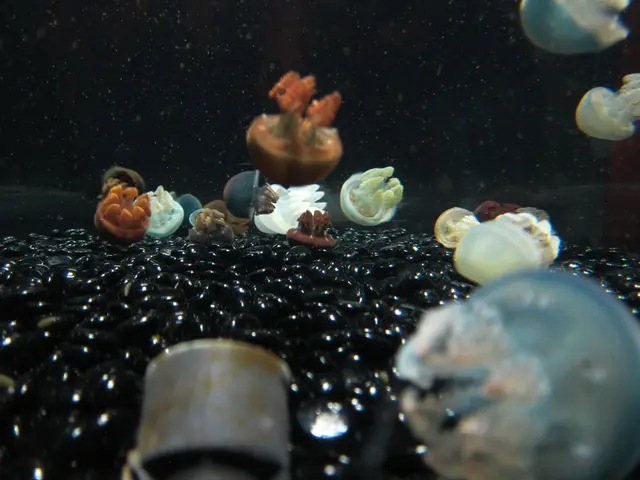 Surging number of jellyfish causing discomfort for beachgoers in Delaware