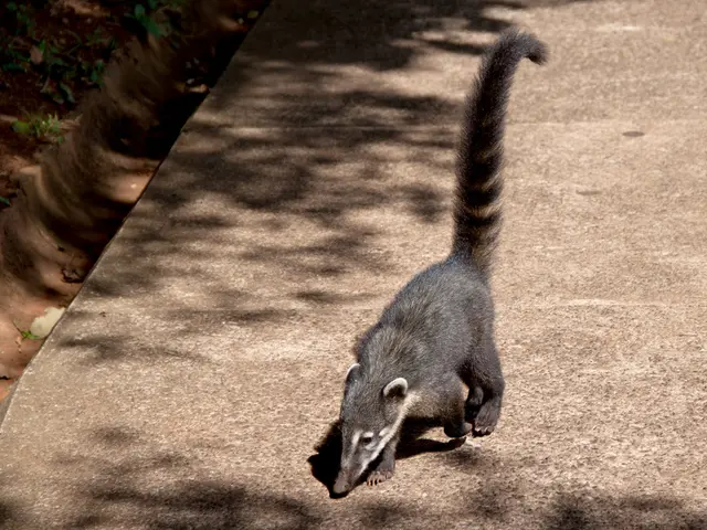 Esophageal cancer and bulimia: Could they be connected?