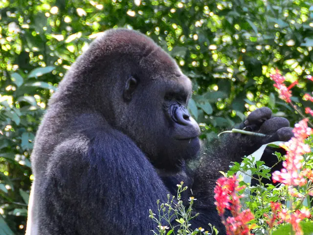 Female mountain gorillas exhibit a preference for bonding with companions.