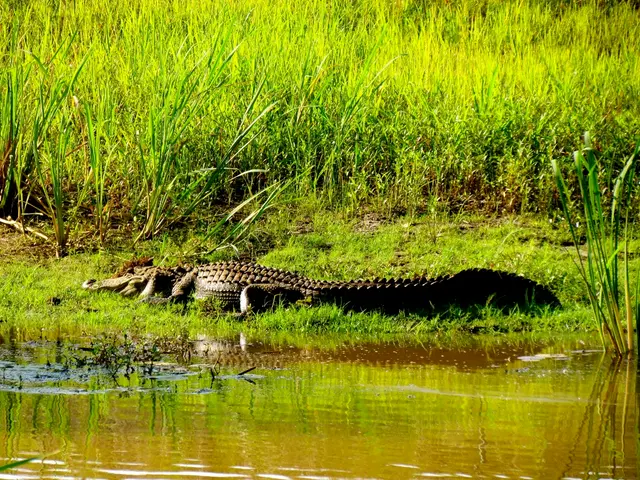 Analysis: Examining the Role of Respiration, Nutrition, and Hydration in Cellular Energy Production