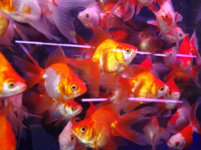 In the Federal State of Brandenburg, Germany: Areas for sw imming that offer crystal-clear waters,...