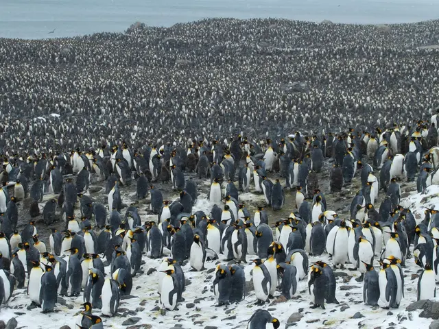Annual Penguin Migration Phenomenon: Insights into Climate Change from Penguin Migrations