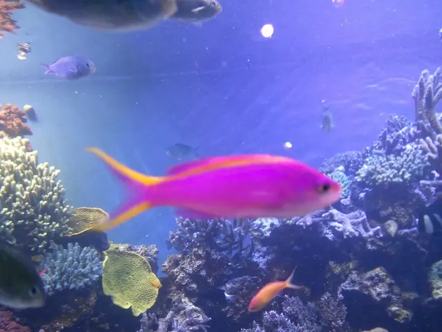 Urgent Appeal: The Reef-World Foundation Requires Your Assistance