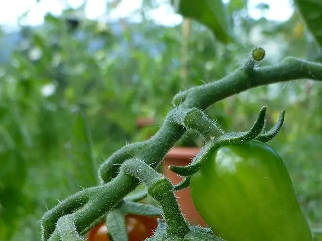 Might cosmic rays offer the energy for life to thrive beyond Earth?