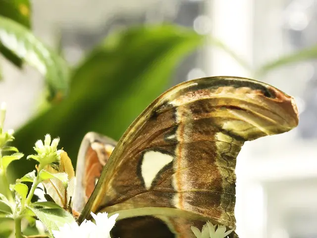 Side Effects of Leqembi: A Comprehensive Guide on Identification and Management