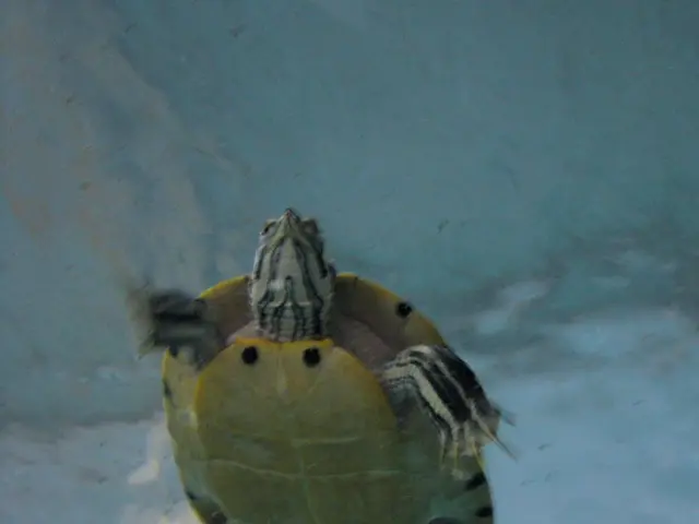 River Torsero's water mirror to shut down due to hazardous substances found in nearby cereal crops