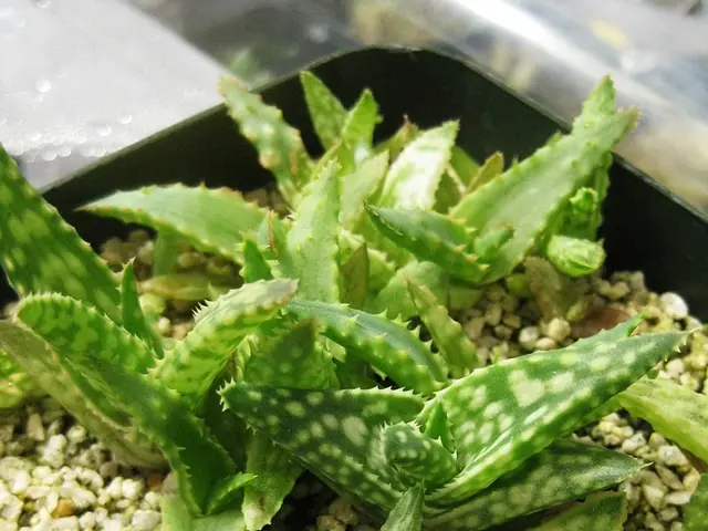 Aloevera Extract Market Forecasted to Witness a Growth Rate of 7.9% CAGR until 2034