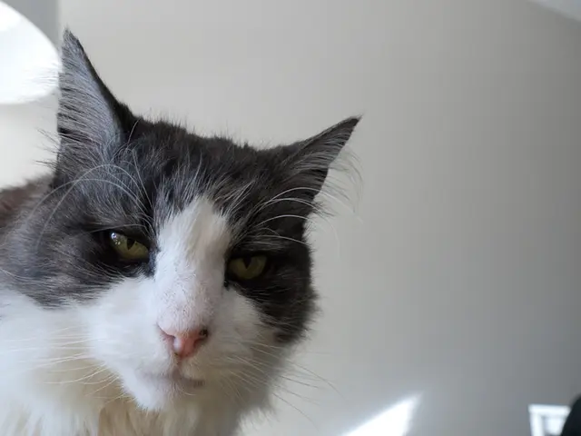 Dementia in Cats Shares Similarities with Alzheimer's in Humans, Potentially Revolutionizing...