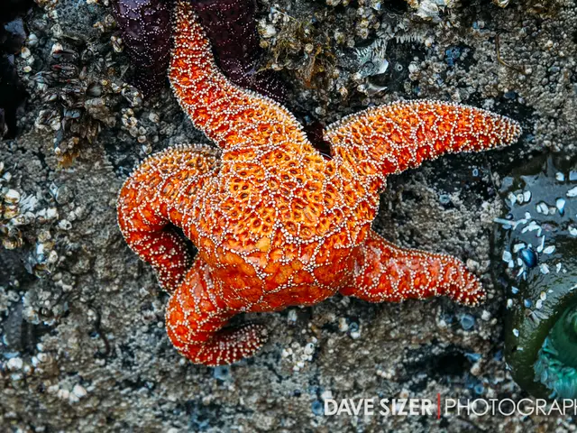 Researchers have pinpointed the microorganism responsible for the deadly sea star disease outbreak.